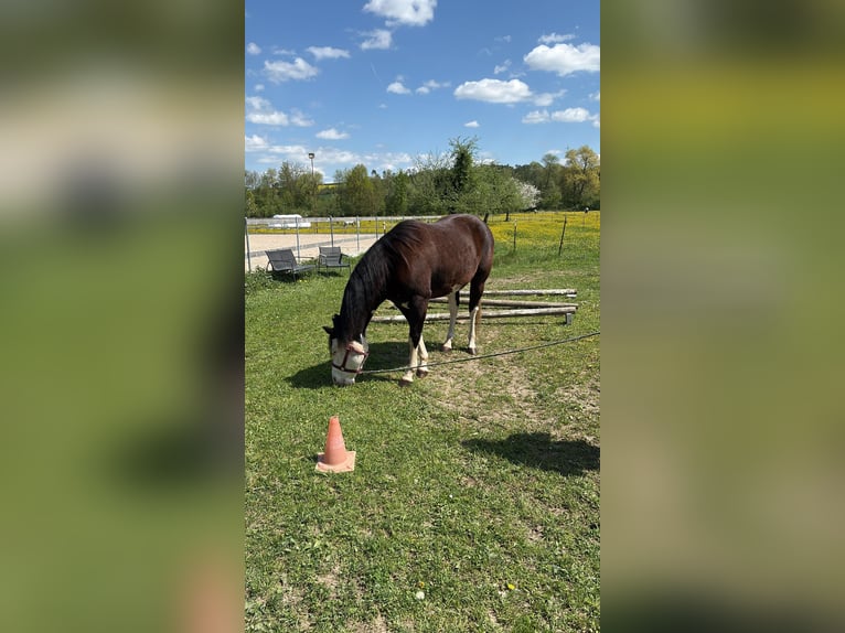 American Quarter Horse Klacz 10 lat 148 cm Overo wszelkich maści in Herisau