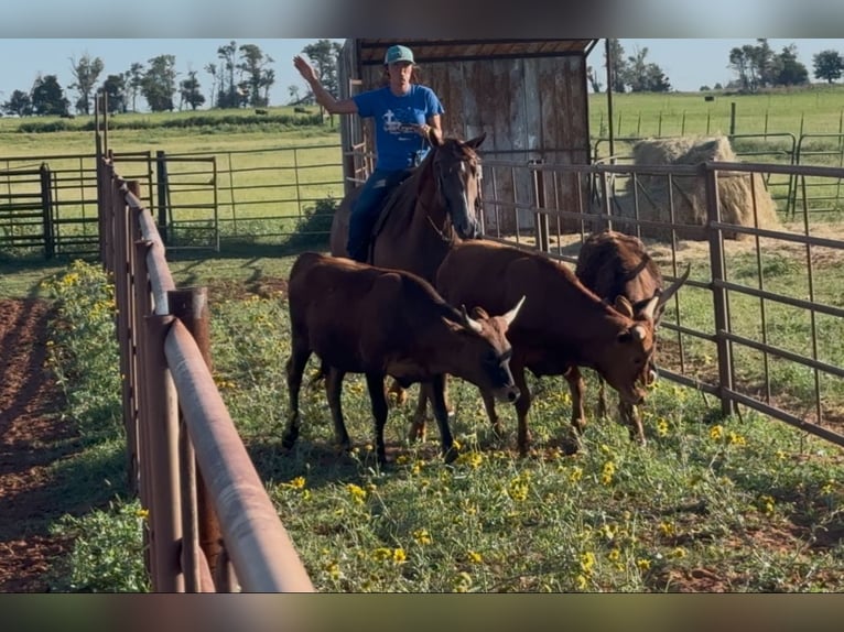 American Quarter Horse Klacz 10 lat 150 cm Ciemnokasztanowata in Elk City OK