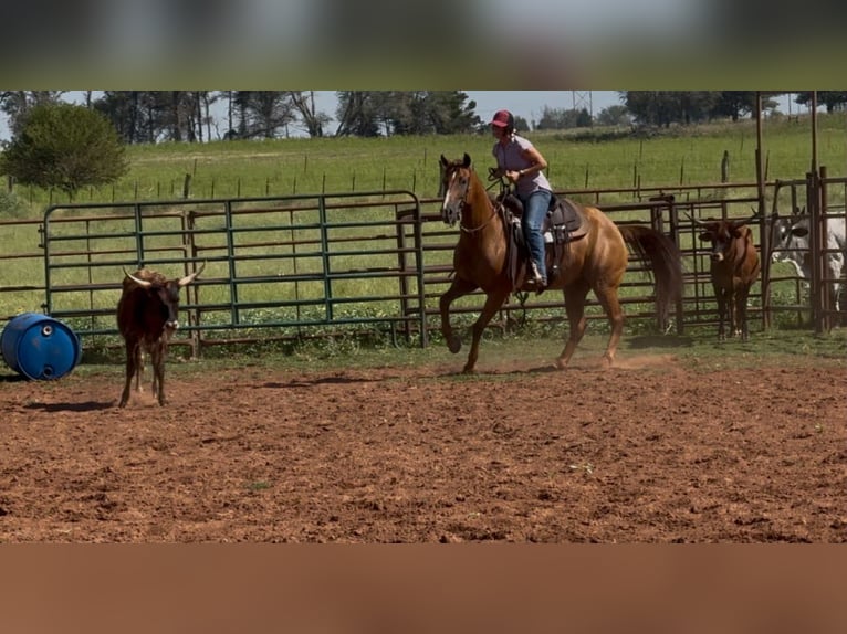 American Quarter Horse Klacz 10 lat 150 cm Ciemnokasztanowata in Elk City OK