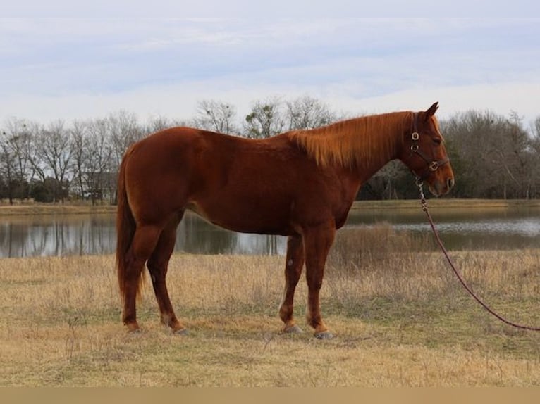American Quarter Horse Klacz 10 lat 150 cm Cisawa in Terrell