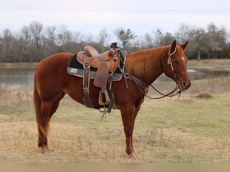 American Quarter Horse Klacz 10 lat 150 cm Cisawa in Terrell