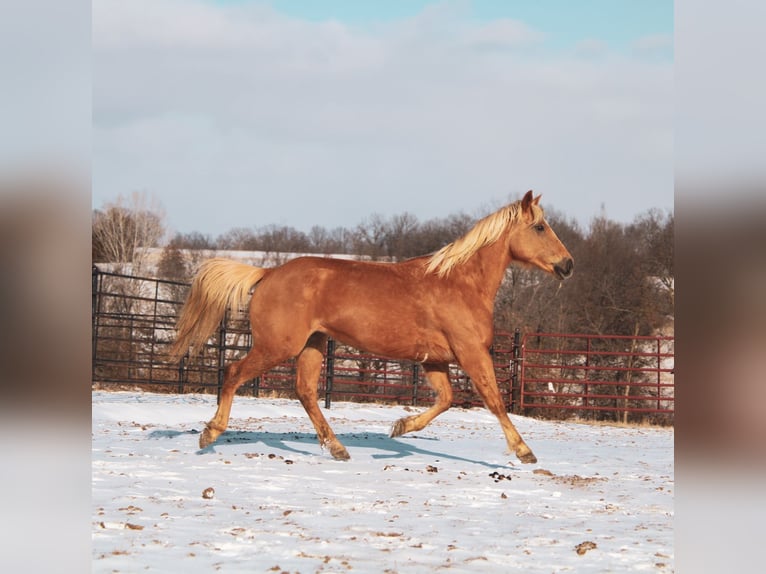 American Quarter Horse Klacz 10 lat 150 cm Izabelowata in Macon, MO