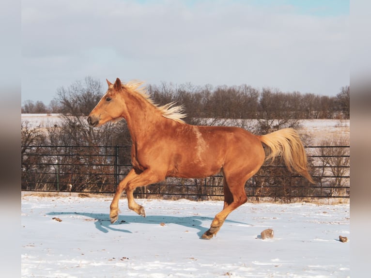 American Quarter Horse Klacz 10 lat 150 cm Izabelowata in Macon, MO