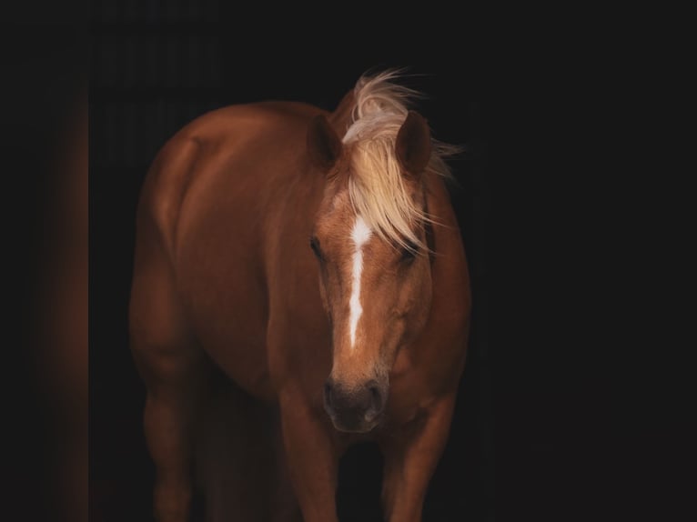 American Quarter Horse Klacz 10 lat 150 cm Izabelowata in Macon, MO