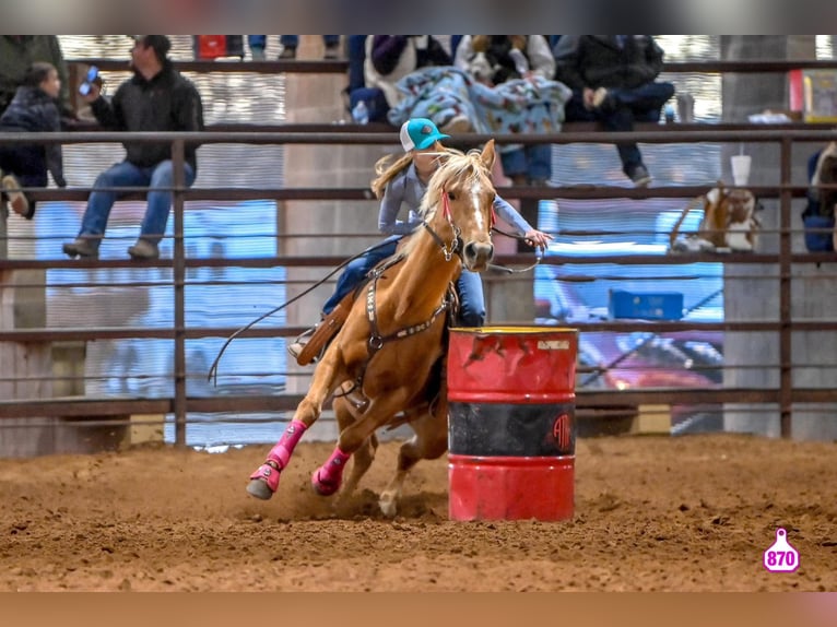 American Quarter Horse Klacz 10 lat 150 cm Izabelowata in Macon, MO