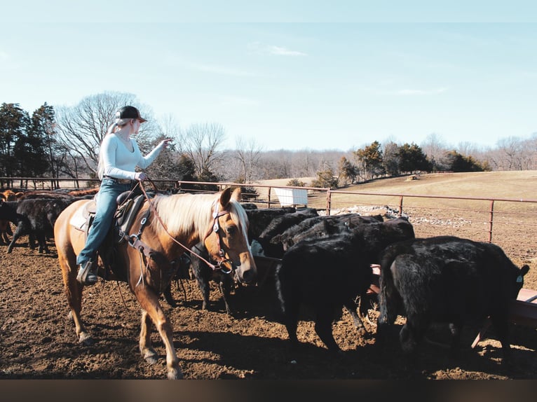 American Quarter Horse Klacz 10 lat 150 cm Izabelowata in Macon, MO