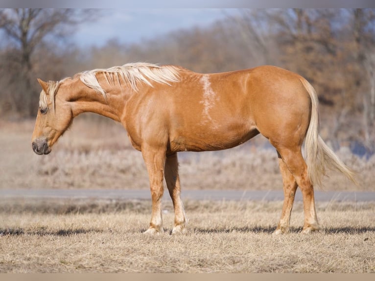 American Quarter Horse Klacz 10 lat 150 cm Izabelowata in Macon, MO