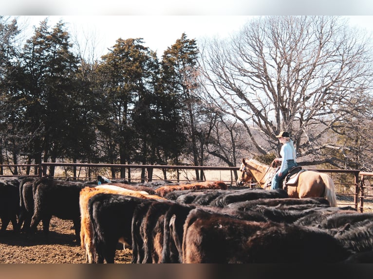 American Quarter Horse Klacz 10 lat 150 cm Izabelowata in Macon, MO
