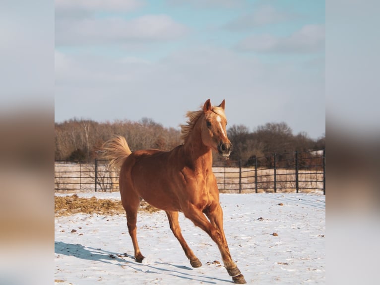 American Quarter Horse Klacz 10 lat 150 cm Izabelowata in Macon, MO