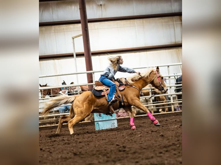American Quarter Horse Klacz 10 lat 150 cm Izabelowata in Macon, MO
