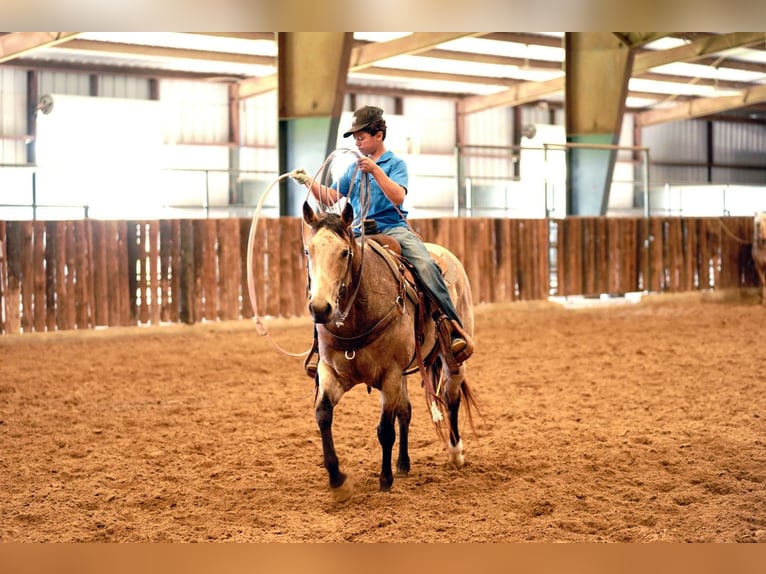 American Quarter Horse Klacz 10 lat 150 cm Jelenia in Kaufman, TX
