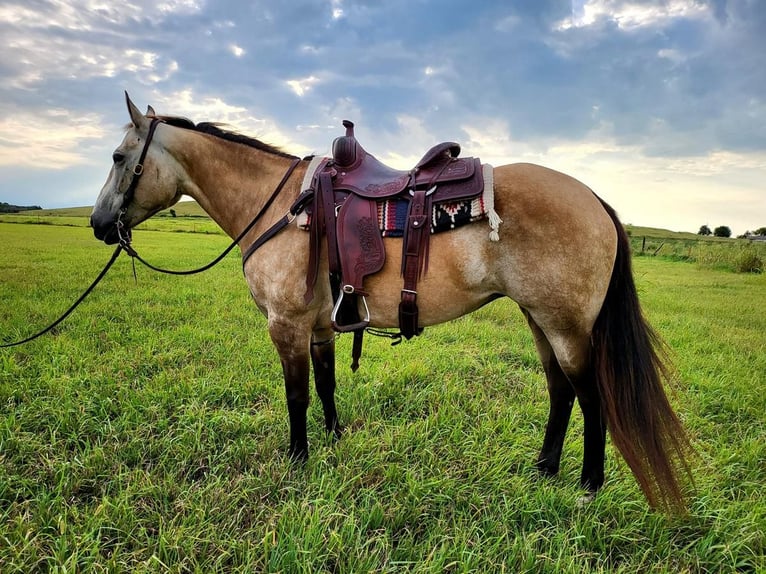American Quarter Horse Klacz 10 lat 150 cm Jelenia in Wichita