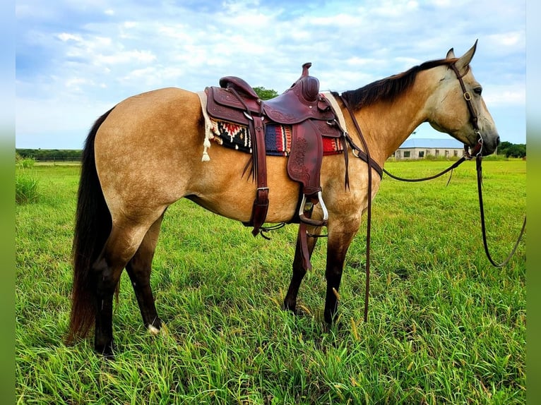 American Quarter Horse Klacz 10 lat 150 cm Jelenia in Wichita