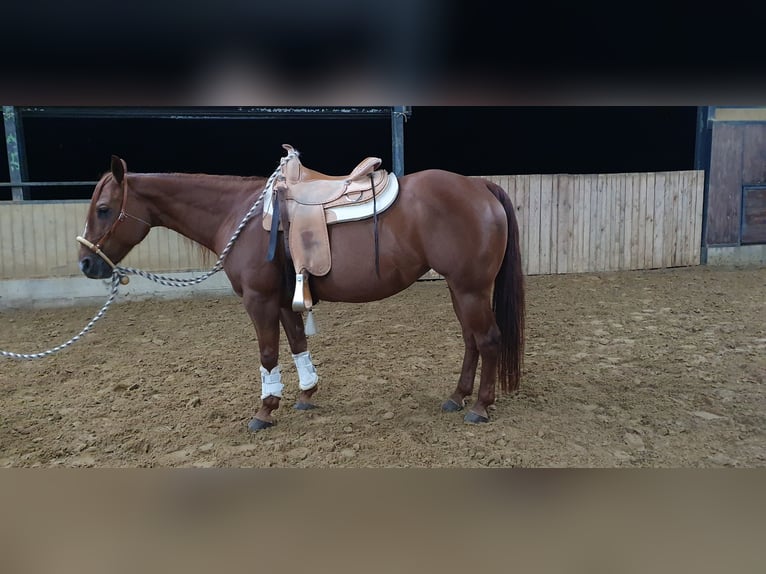 American Quarter Horse Klacz 10 lat 150 cm Kasztanowata in Wermelskirchen