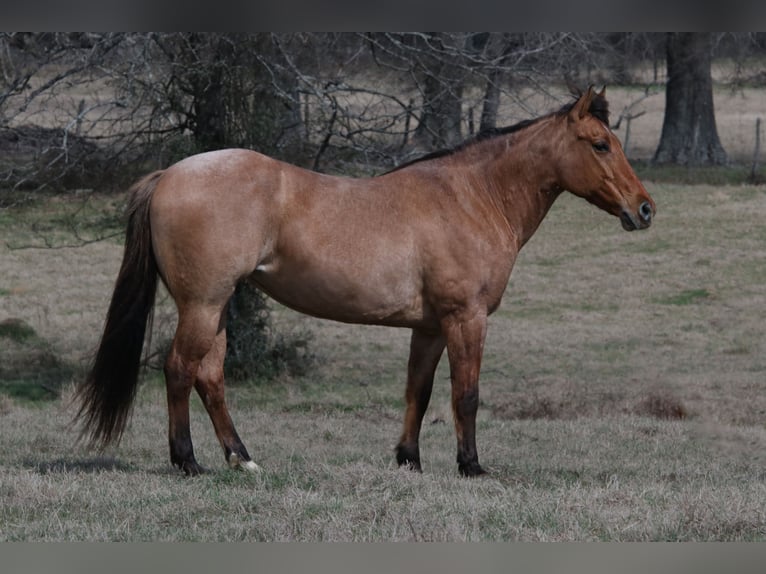 American Quarter Horse Klacz 10 lat 150 cm in Carthage, TX