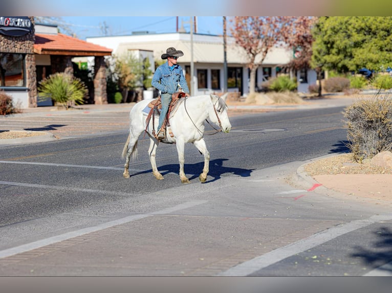 American Quarter Horse Klacz 10 lat 150 cm Siwa in Camp Verde AZ