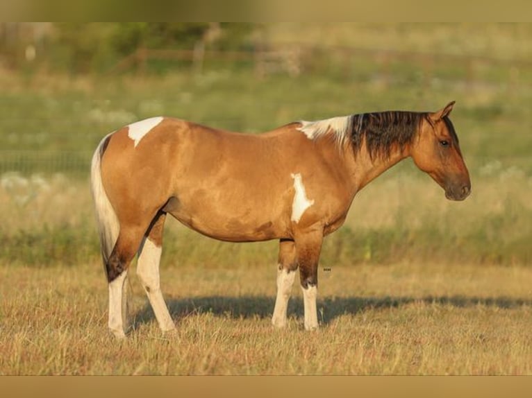 American Quarter Horse Klacz 10 lat 152 cm Bułana in Granbury TX