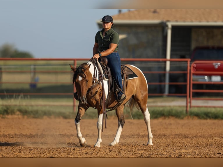 American Quarter Horse Klacz 10 lat 152 cm Bułana in Granbury TX