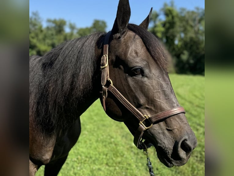 American Quarter Horse Klacz 10 lat 152 cm Ciemnogniada in Granby, CT