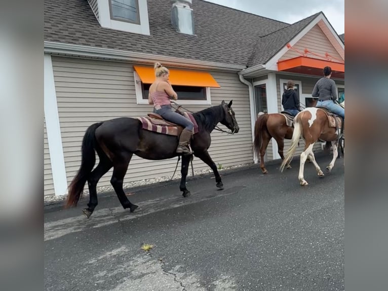 American Quarter Horse Klacz 10 lat 152 cm Ciemnogniada in Granby, CT