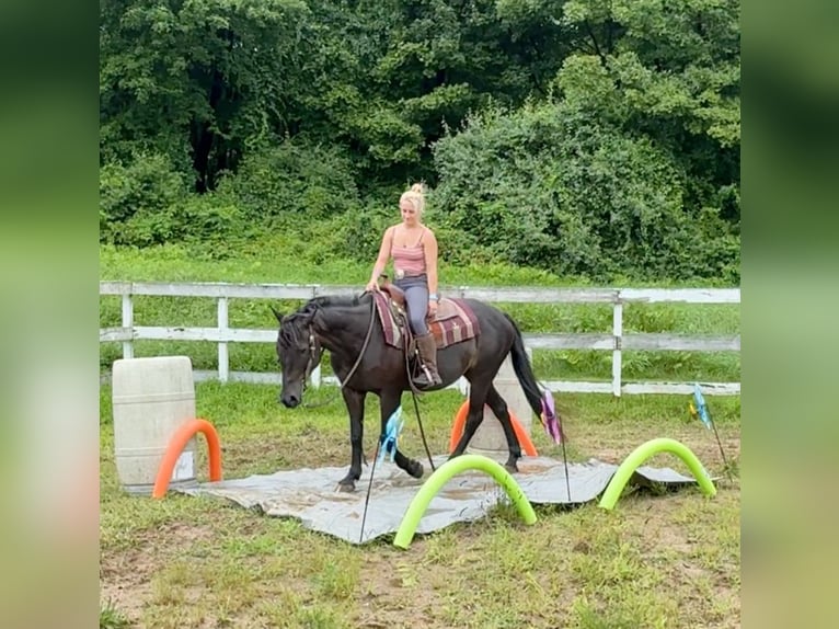 American Quarter Horse Klacz 10 lat 152 cm Ciemnogniada in Granby, CT