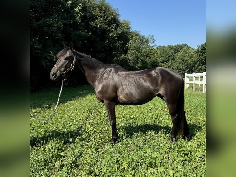 American Quarter Horse Klacz 10 lat 152 cm Ciemnogniada in Granby, CT