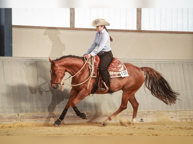 American Quarter Horse Klacz 10 lat 152 cm Ciemnokasztanowata in D&#xFC;ren