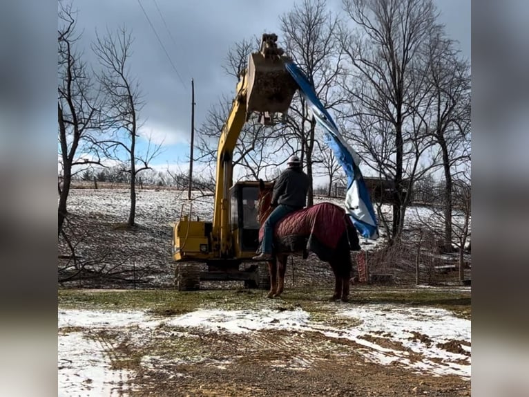 American Quarter Horse Klacz 10 lat 152 cm Ciemnokasztanowata in Everett PA