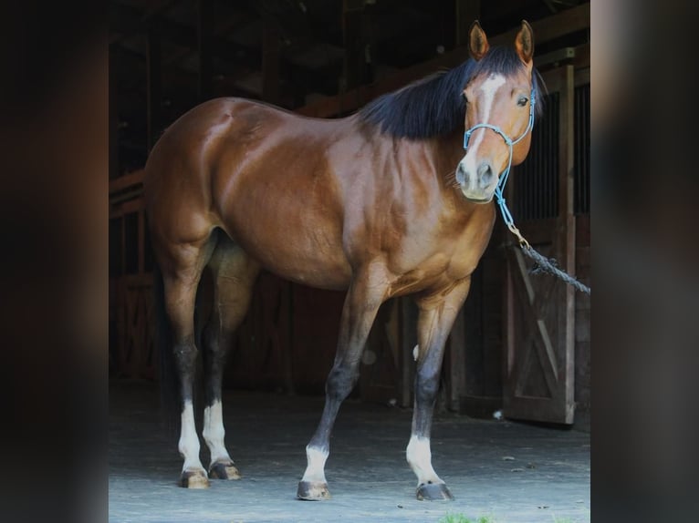 American Quarter Horse Klacz 10 lat 152 cm Gniada in Sumter, SC
