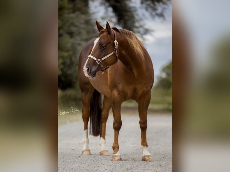 American Quarter Horse Klacz 10 lat 152 cm Gniada in Dingolfing