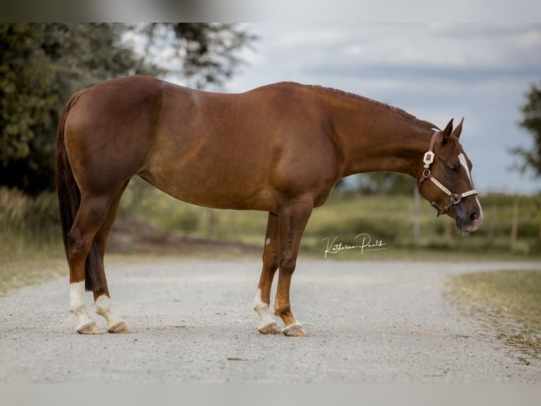 American Quarter Horse Klacz 10 lat 152 cm Gniada in Dingolfing