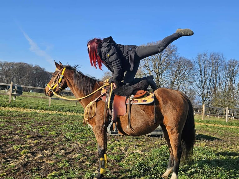American Quarter Horse Klacz 10 lat 152 cm Gniada in Linkenbach