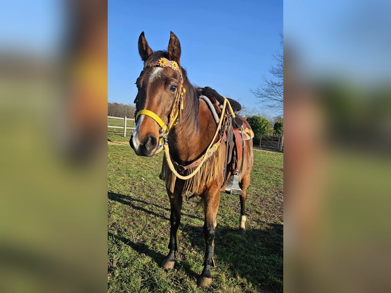 American Quarter Horse Klacz 10 lat 152 cm Gniada in Linkenbach