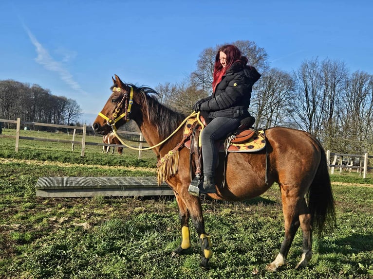 American Quarter Horse Klacz 10 lat 152 cm Gniada in Linkenbach