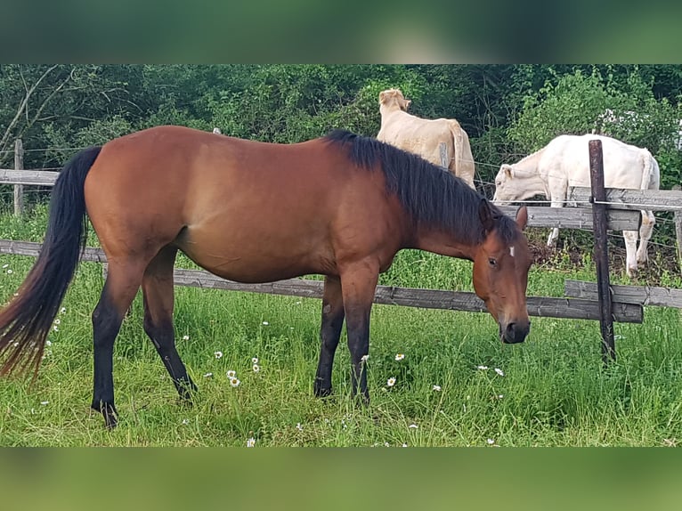 American Quarter Horse Klacz 10 lat 152 cm Gniada in Nettersheim