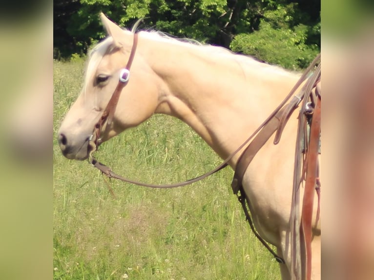 American Quarter Horse Klacz 10 lat 152 cm Izabelowata in Charleston
