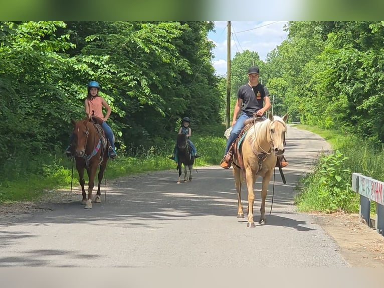 American Quarter Horse Klacz 10 lat 152 cm Izabelowata in Charleston