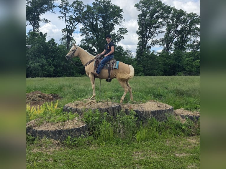 American Quarter Horse Klacz 10 lat 152 cm Izabelowata in Charleston