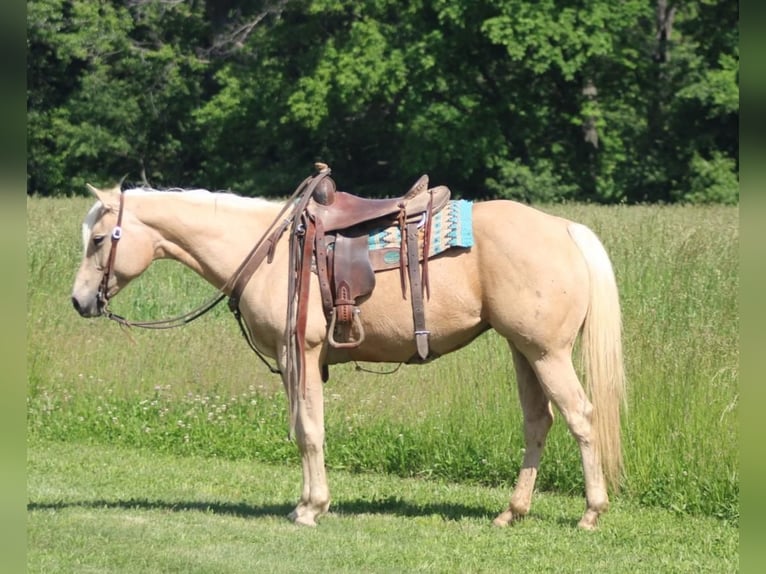 American Quarter Horse Klacz 10 lat 152 cm Izabelowata in Charleston