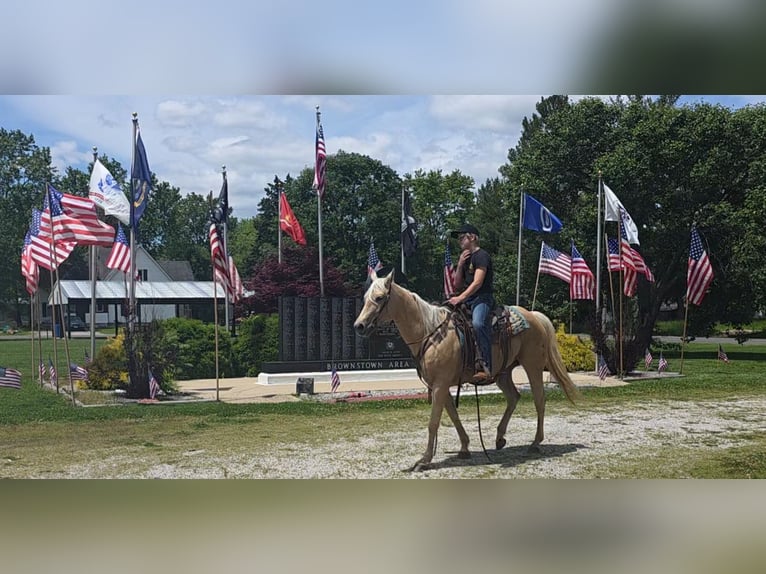 American Quarter Horse Klacz 10 lat 152 cm Izabelowata in Charleston