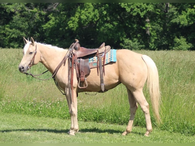American Quarter Horse Klacz 10 lat 152 cm Izabelowata in Charleston