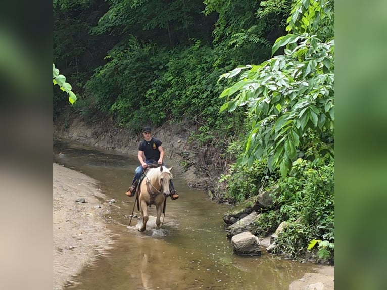 American Quarter Horse Klacz 10 lat 152 cm Izabelowata in Charleston