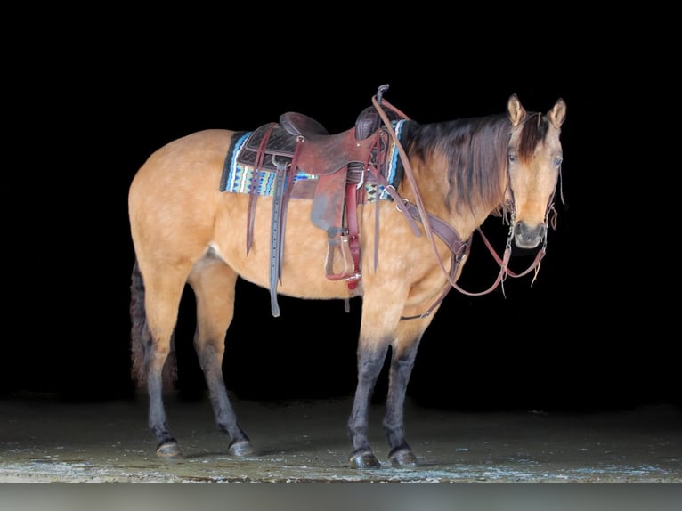 American Quarter Horse Klacz 10 lat 152 cm Jelenia in Clarion