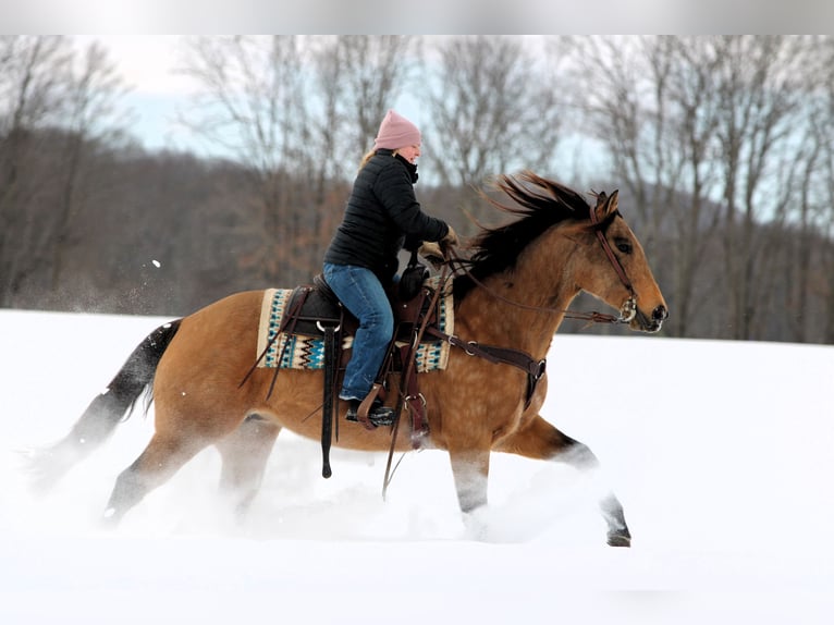 American Quarter Horse Klacz 10 lat 152 cm Jelenia in Clarion