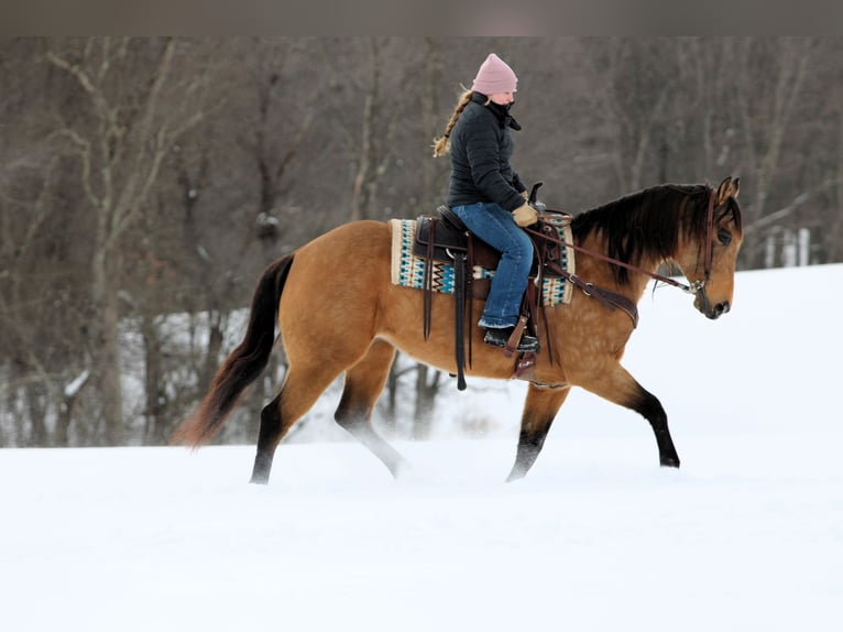 American Quarter Horse Klacz 10 lat 152 cm Jelenia in Clarion