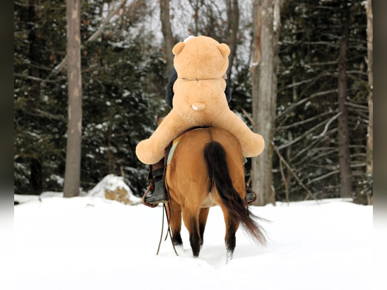 American Quarter Horse Klacz 10 lat 152 cm Jelenia in Clarion