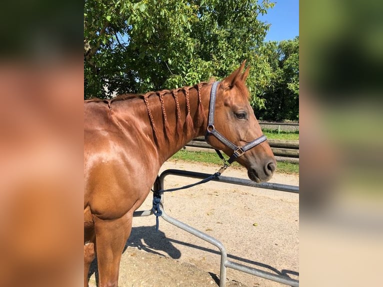 American Quarter Horse Klacz 10 lat 152 cm Kasztanowata in Remseck am Neckar