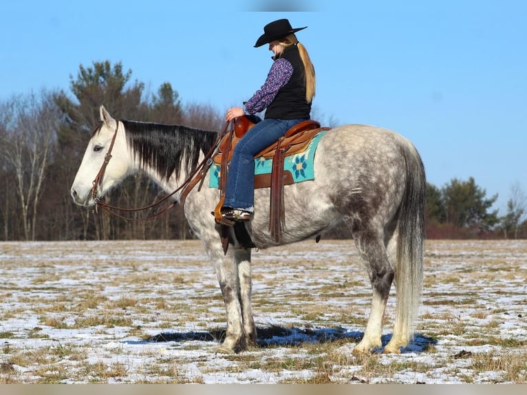 American Quarter Horse Klacz 10 lat 152 cm Siwa in Brookville, PA