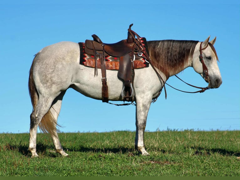 American Quarter Horse Klacz 10 lat 152 cm Siwa in Rebersburg