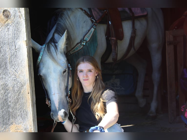 American Quarter Horse Mix Klacz 10 lat 152 cm Siwa w hreczce in Gillett